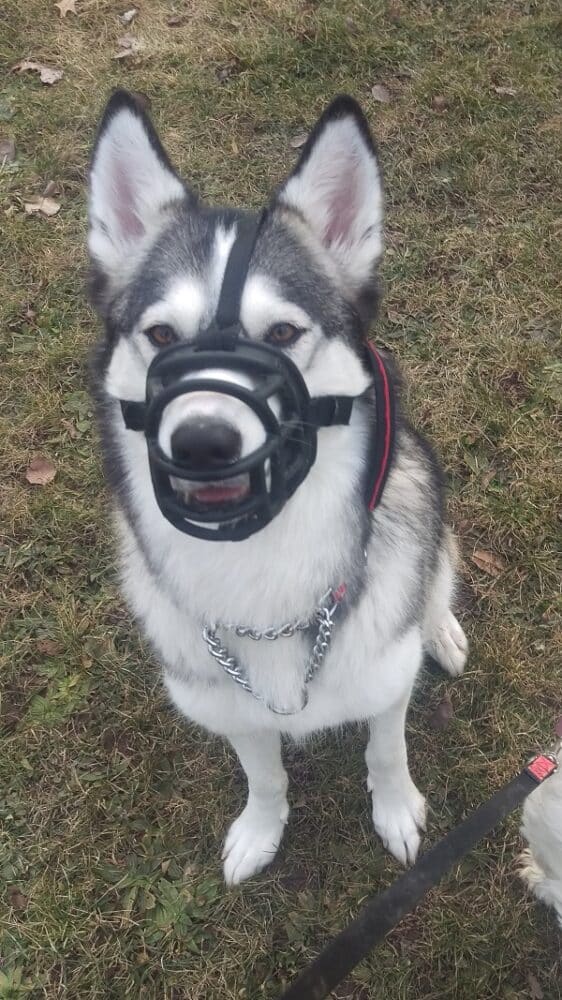 Cutie 2 year old Shelby a 2 year old Siberian Malamute mix. She uses a muzzle cause she is fear aggressive around children from being previously abused by them. (Photo by Brody WestWood.)