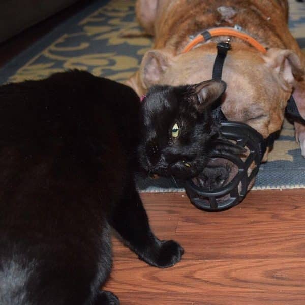 King and his kitty friend. King was being treated for Cushings while with his foster with the Get a Bull rescue group. Since King spent a lot of time at the vet lobby his muzzle made him feel more comfortable. Unlike Fredo, once inside the exam room he was happy to take it off for the vet! (Photo by Sharyn Glowatz)