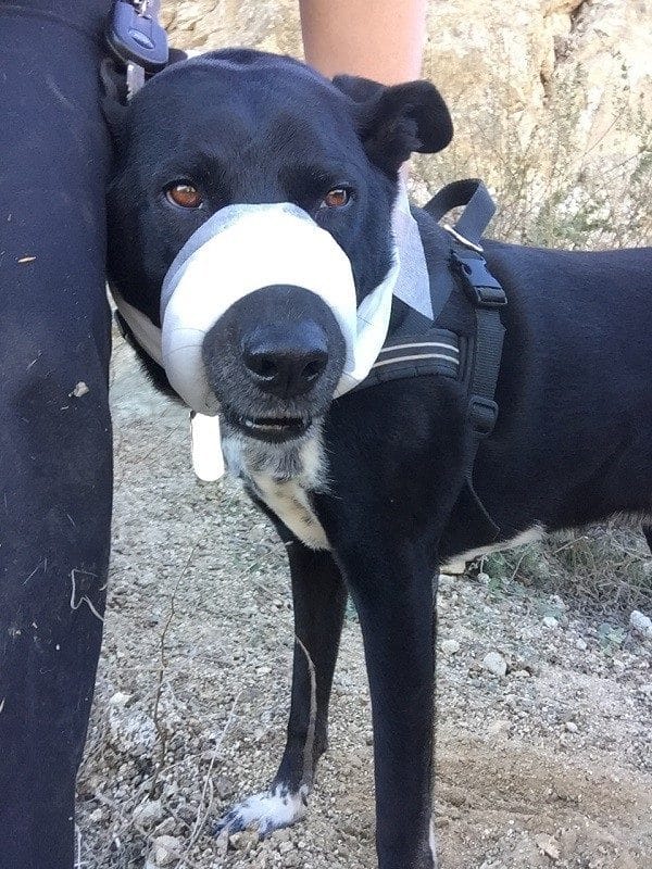 Riggins modeling a make shift muzzle from a doggie first aid kit. (Photo by Wendy Newell)