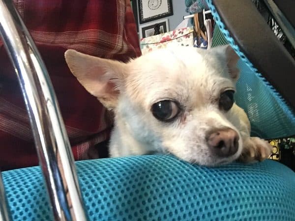 Fredo sitting with me while I work. (Photo by Wendy Newell)