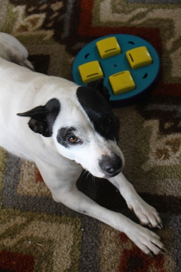 Mama Dog getting ready to play with the Outward Hound Doggy Blocks Puzzle. (Photo by Lisa Seger)