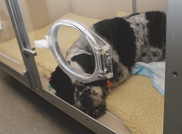 A dog receiving oxygen therapy. 