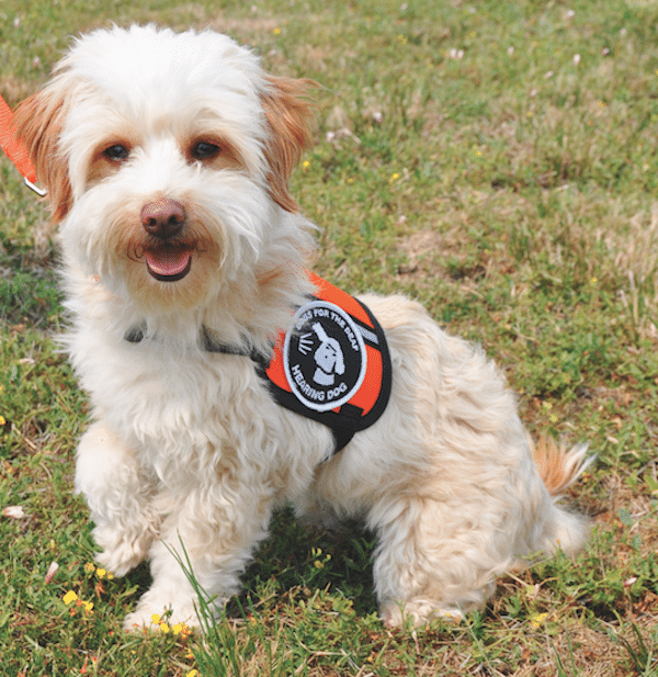 Hearing dog Peaches. (Photo courtesy Dogs for the Deaf)