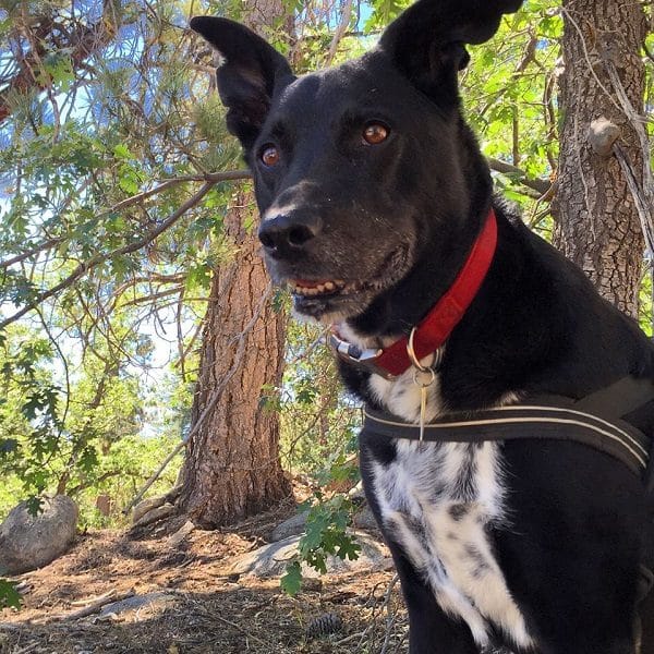 Riggins this past Aug on a hike. (Photo by Wendy Newell)