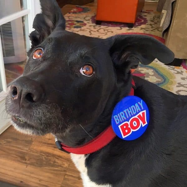 Riggins on his 11th birthday. (Photo by Wendy Newell)