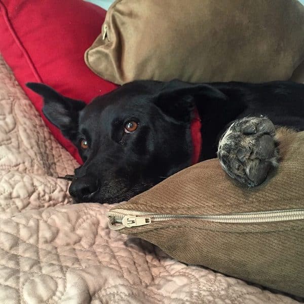 Riggins lounging in his second favorite place, MY bed. (Photo by Wendy Newell)