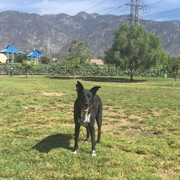 Riggins waiting for me to throw the ball at our local dog park. (Photo by Wendy Newell)
