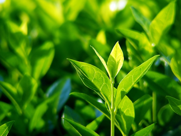 Green tea plants by Shutterstock.