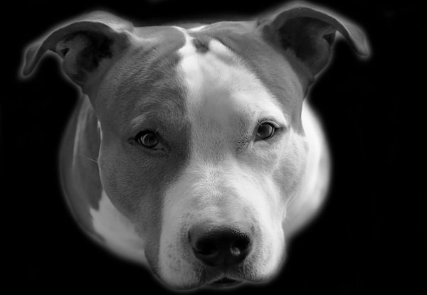 Pit Bull by Shutterstock.