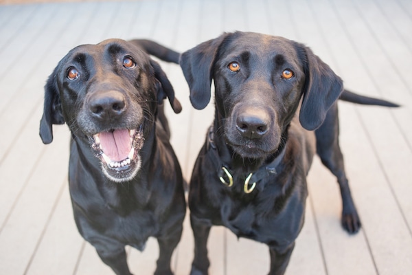 Two black Labrador Retrievers by Shutterstock.