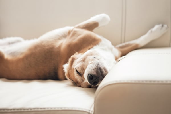 Beagle on couch by Shutterstock.