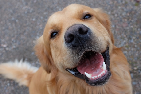 Smiling dog by Shutterstock.