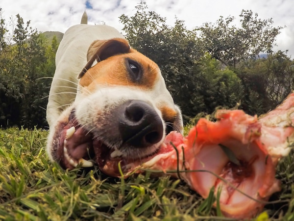 Dog chewing raw bone by Shutterstock.