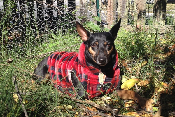 veggies for dogs common health issues dogster veggies for dogs common health issues dogster