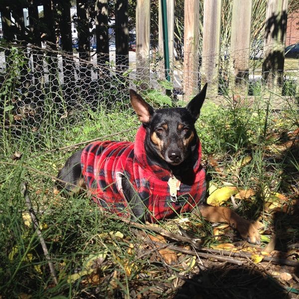 Sugar is a tiny dog who helps on the urban farm. (Photo by Melvin Peña)