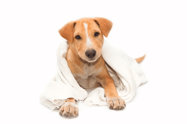 Clean dog by Shutterstock.