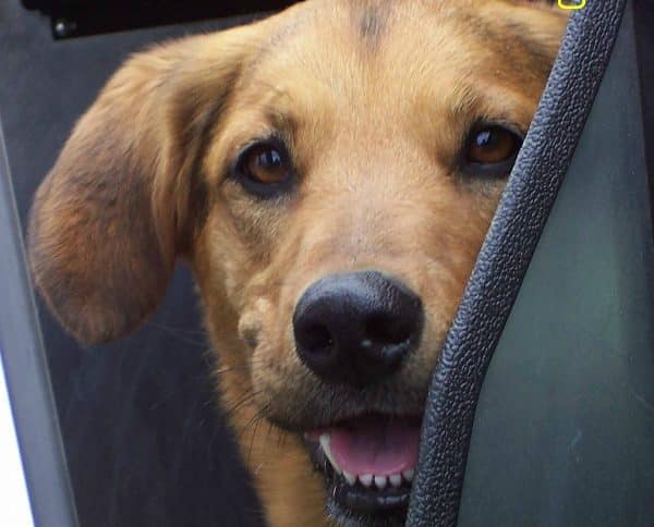 One-year-old Flash takes a ride in the back of a police car. (Photo courtesy Project K-9 Hero)