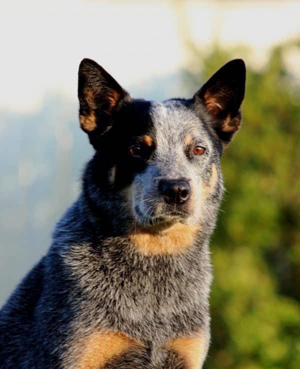 An Australian Cattle Dog may live into his teens.
