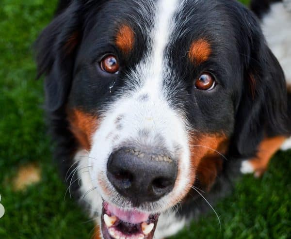 Bernese Mountain Dog courtesy Bethany Tracy