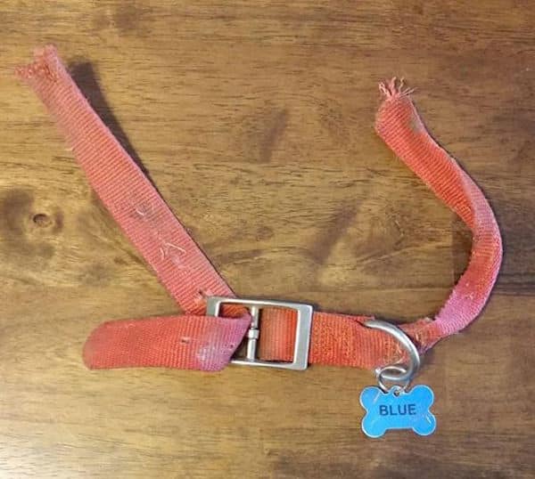 Blue’s collar did not have a quick-release attachment.