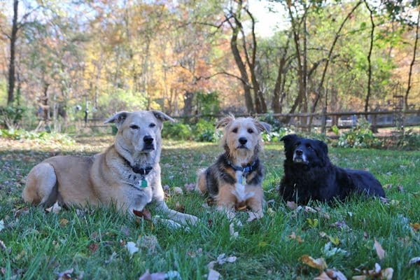My three dogs: Jasper, Tucker and Lilah (Photo by Susan C. Willett)