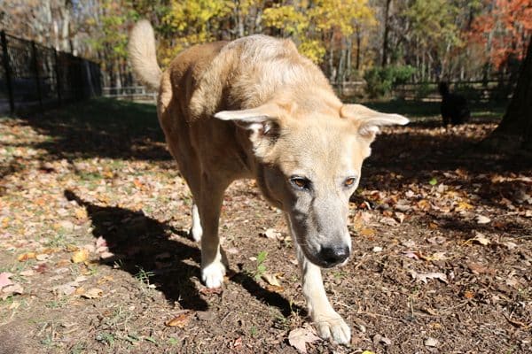 We made up our own breed for Jasper: Comfort Hound