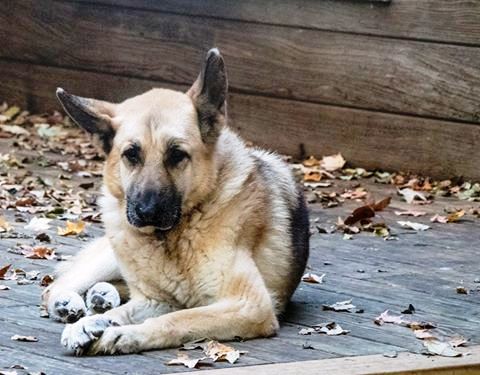 Old Friends Senior Dog Sanctuary Layla enjoys this time of the year.