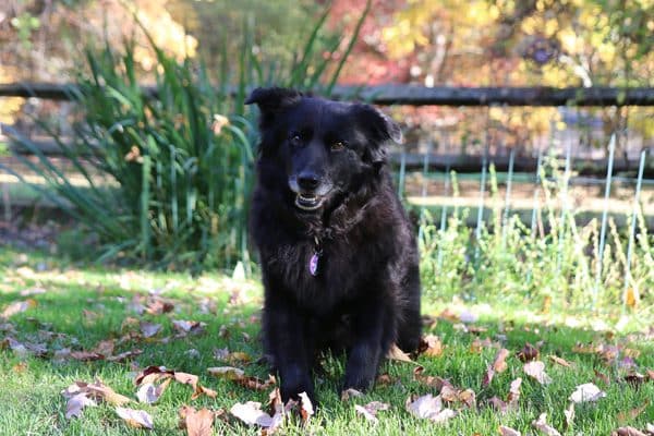 Our sweet Lilah, a Border Collie mix who loves to smile