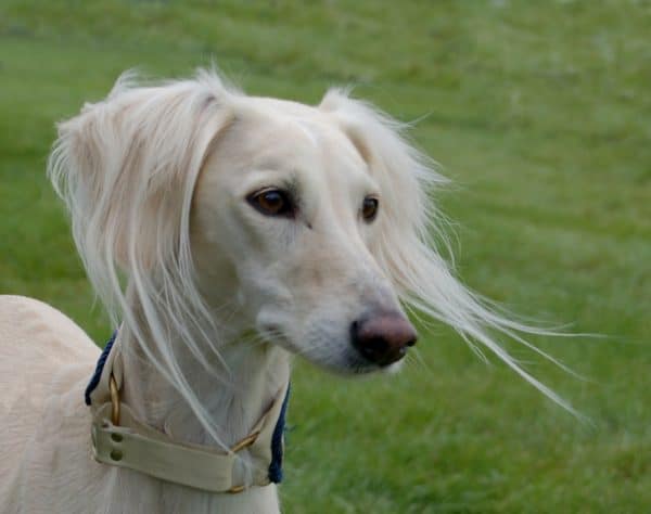 The Saluki is a dog that can grow old. 