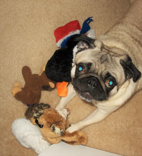 The only thing that rivaled his love for people, was his love for toys! (Photo courtesy of Eden Strong)