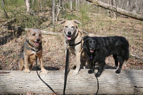 Tucker, Jasper and Lilah on a walk in the woods.