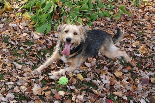 Tucker the terrier with his ever-present ball