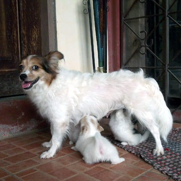 Puppies nursing on a mother dog.