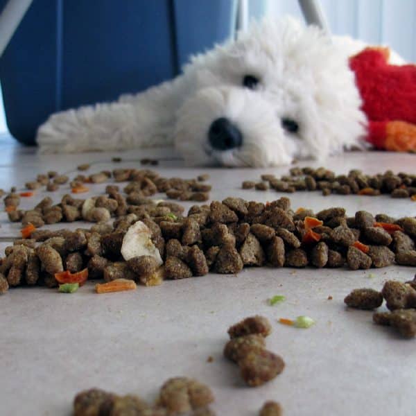 A white dog looking at a mess of kibble. 