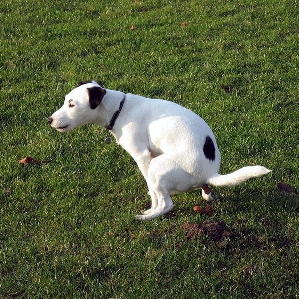 A black and white dog pooping.