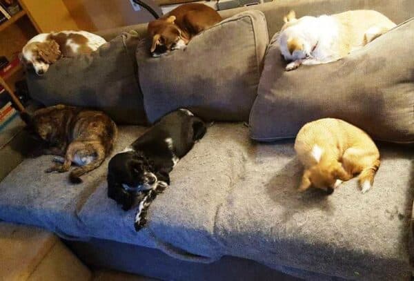 Old Friends Senior Dog Sanctuary The dogs at the sanctuary are allowed to sleep wherever they please. This couch fills up quickly at night.