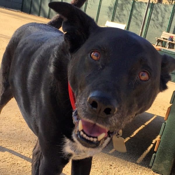 Nothing but love in this face! (Photo by Wendy Newell.)