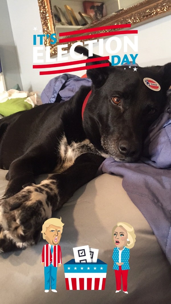 Riggins the morning of election day resting up for his duty as support dog later that day. (Photo by Wendy Newell)