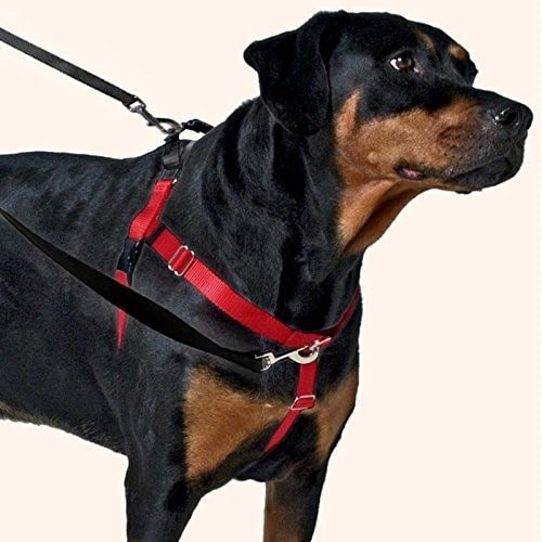 The Freedom No Pull Harness connects at two points.