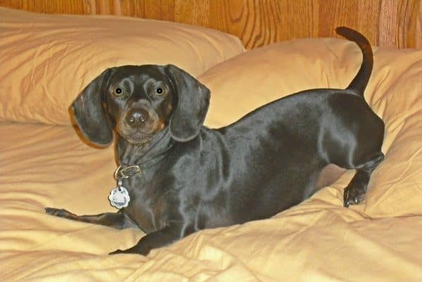 These days Harley is spry enough to jump on the bed! (Photo courtesy Roger and Susan Jorgrenson)