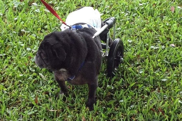 When Karma first arrived at Elyse's home he was in a wheelchair and diapers. (All photos courtesy Karma the Pug)