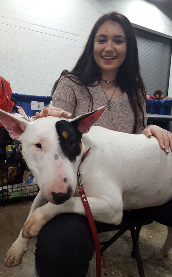 luna-bull-terrier