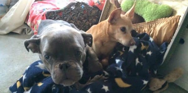 Sassy and Chiqui share a bed now. (All photos courtesy Sassy The Small Wonder)