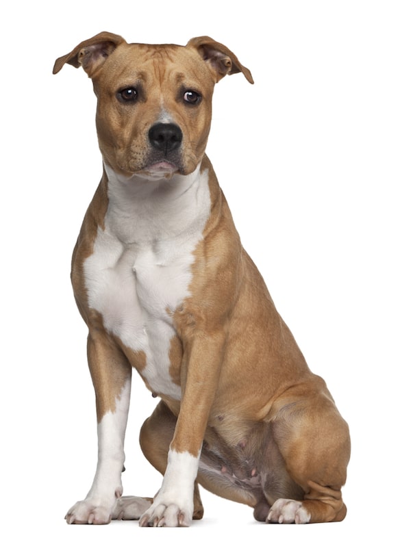 American Staffordshire Terrier by Shutterstock.