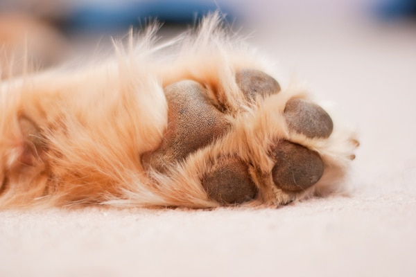 Dog paw by Shutterstock.