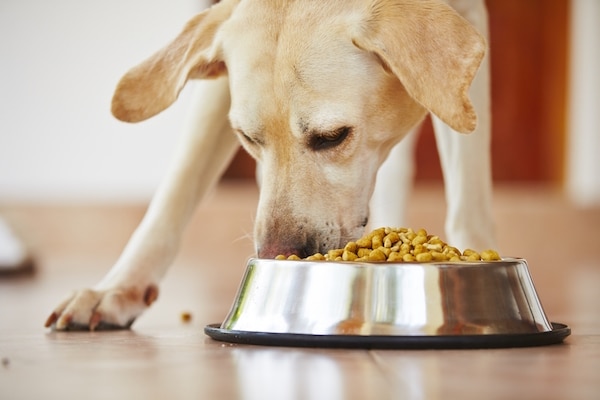 Golden Retriever eating by Shutterstock.