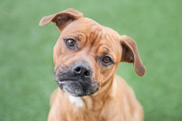 Boxer-mix puppy tilting his head by Shutterstock.