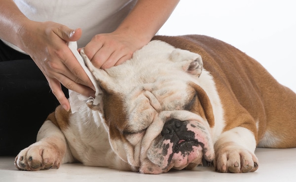 Woman cleaning Bulldog's ears by Shutterstock.