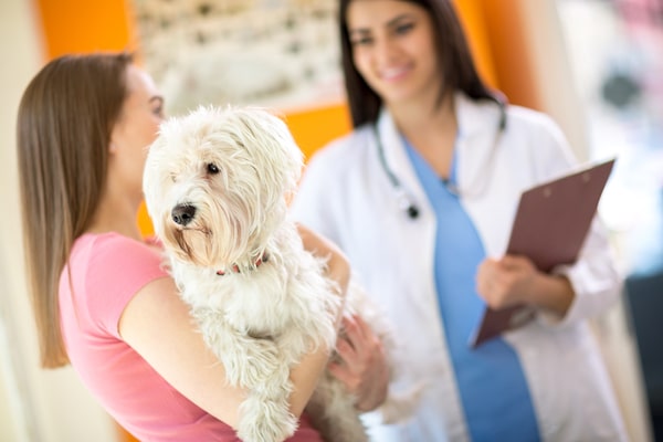 Dog at vet by Shutterstock.