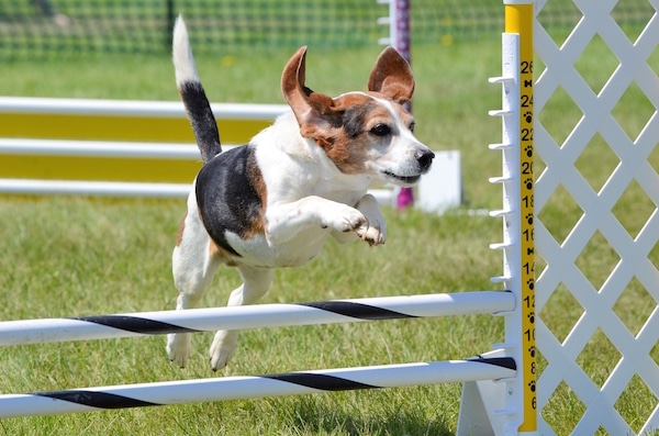 Beagle on agility course by Shutterstock.